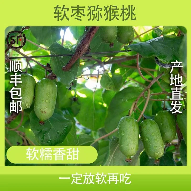 【赵老师专属】礼盒装1.8斤装软枣猕猴桃放软再吃单果18g-25g