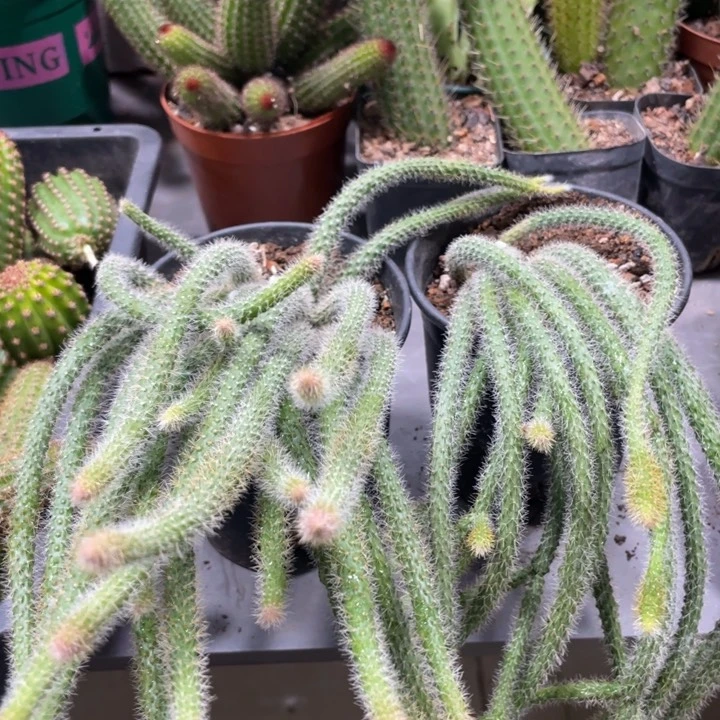 鼠尾超大群一杯多头29.9