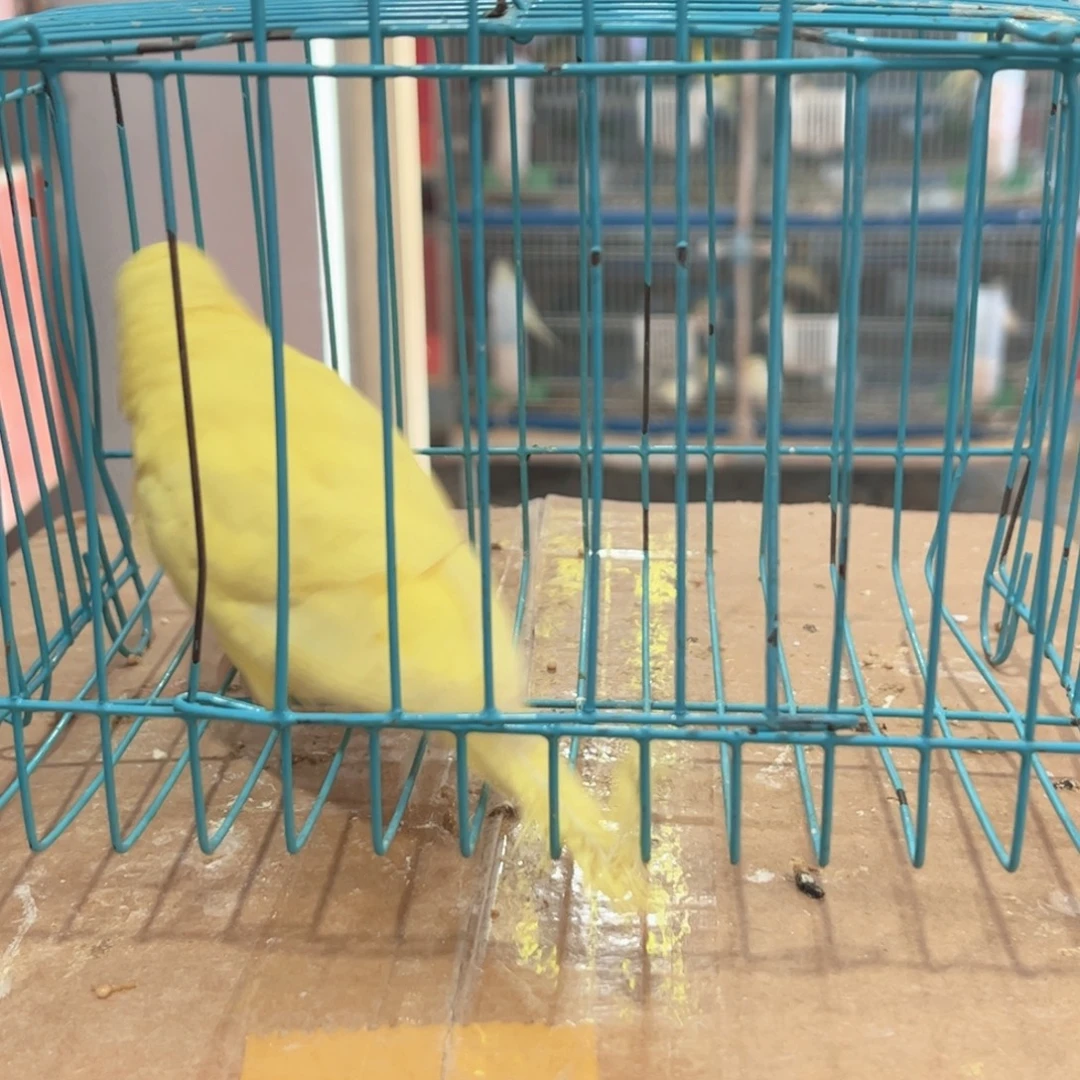 虎皮鹦鹉我的小姐姐