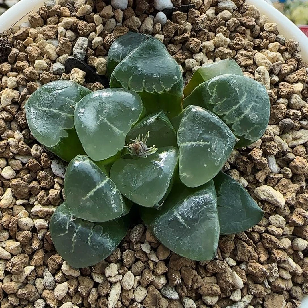 107号姬翠寿一物一拍带盆土