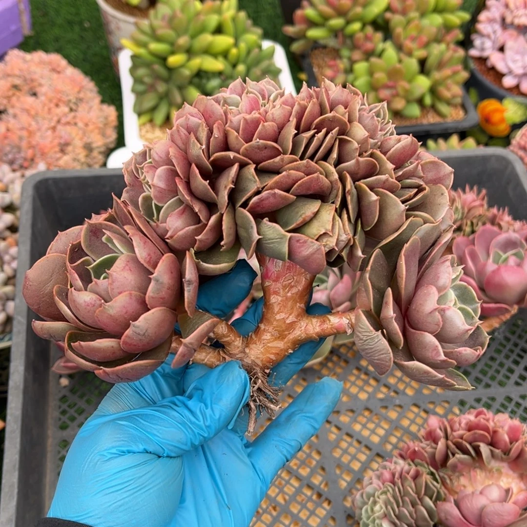 红灯缀树一物一拍