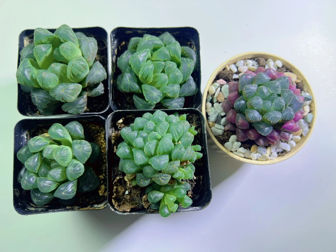 清棚】宫灯玉露5只装随机搭配【一物一拍】