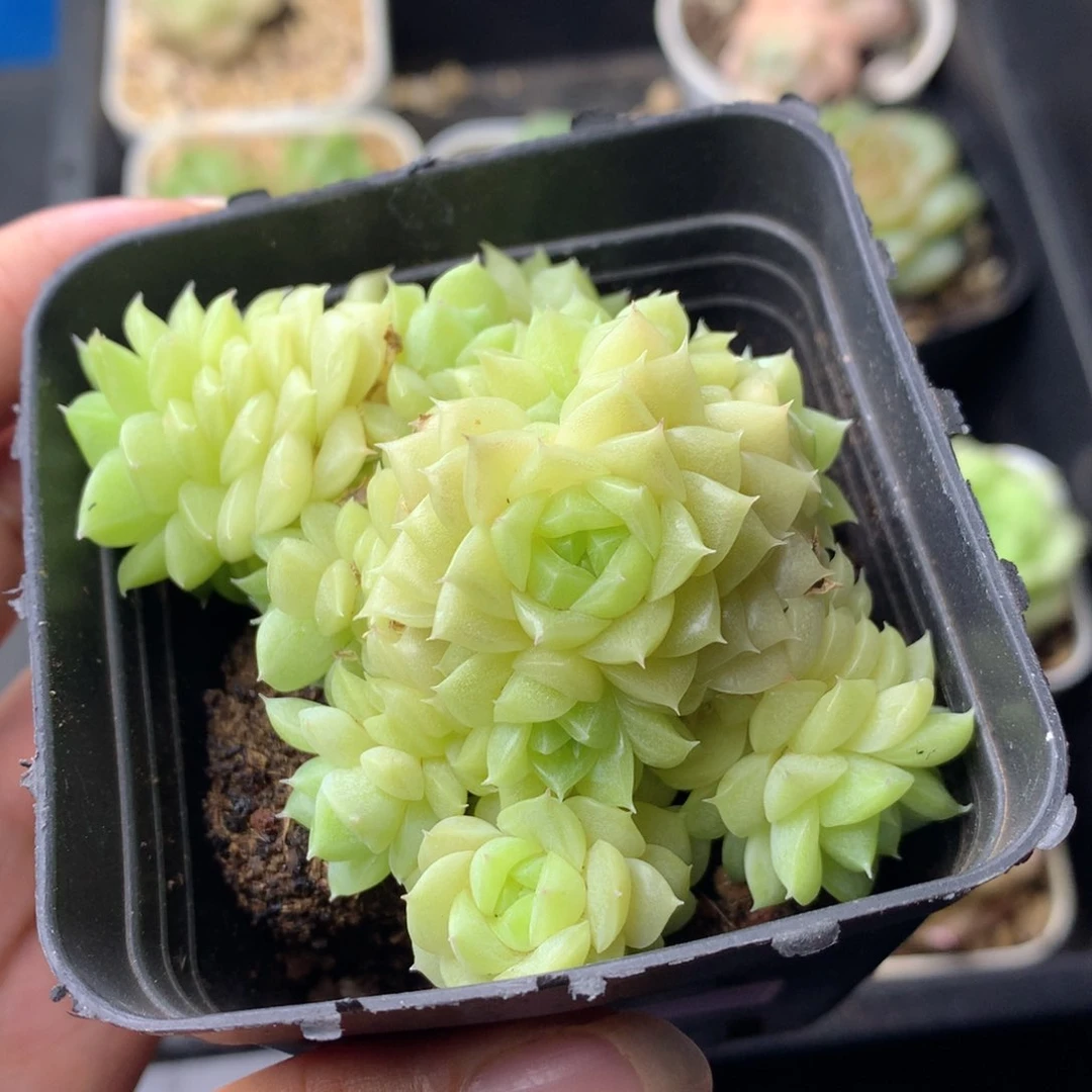58包邮  群生不包整 5