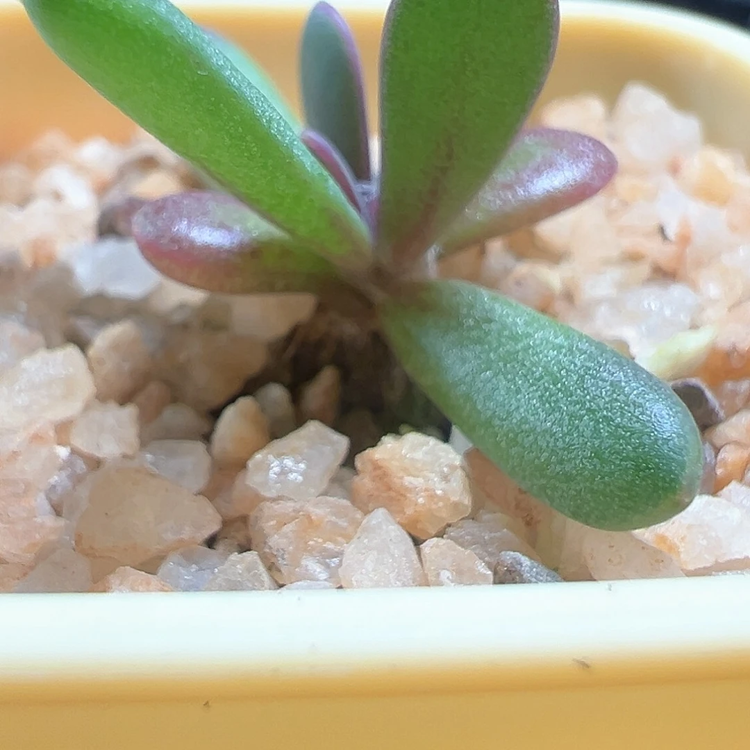 何丽厚敦菊带盆发货