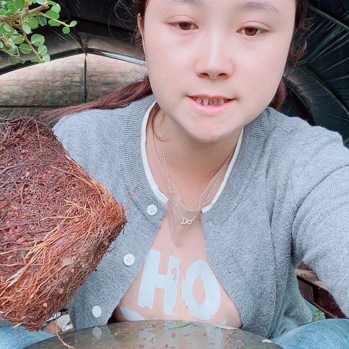 无花朵白花栒子，带盆发货，漂亮
