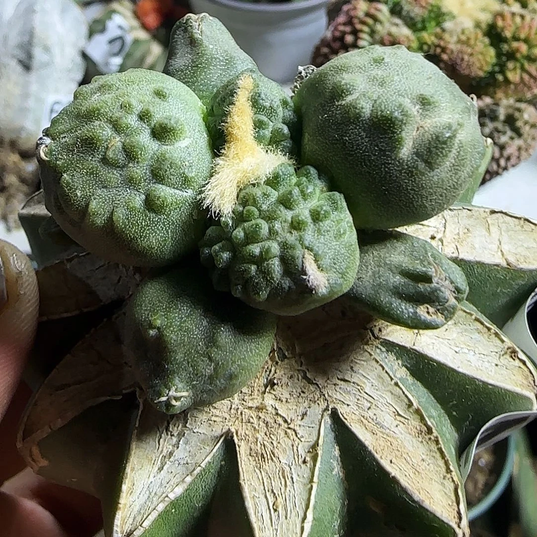 蛋怒703仙人球开花