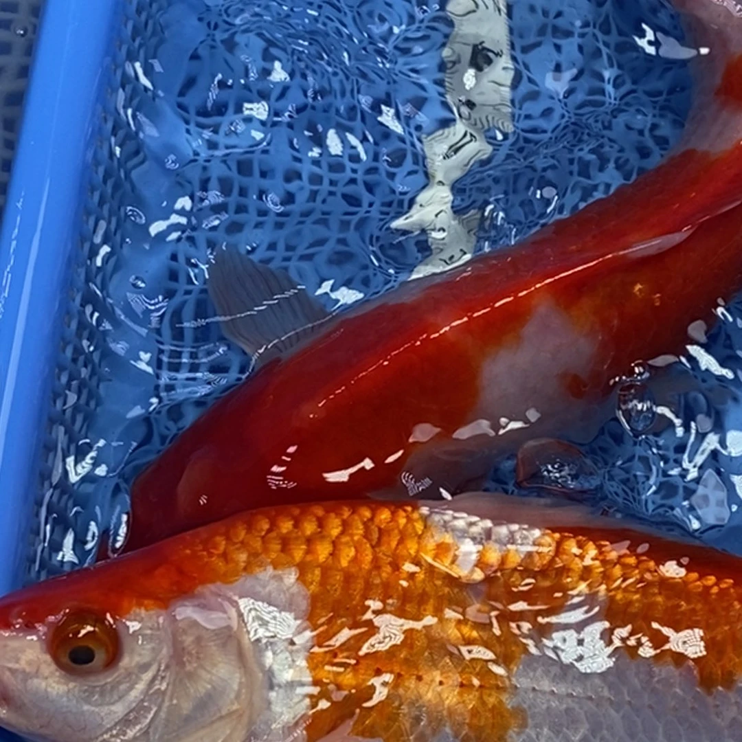 锦鲤冷水锦鲤包邮