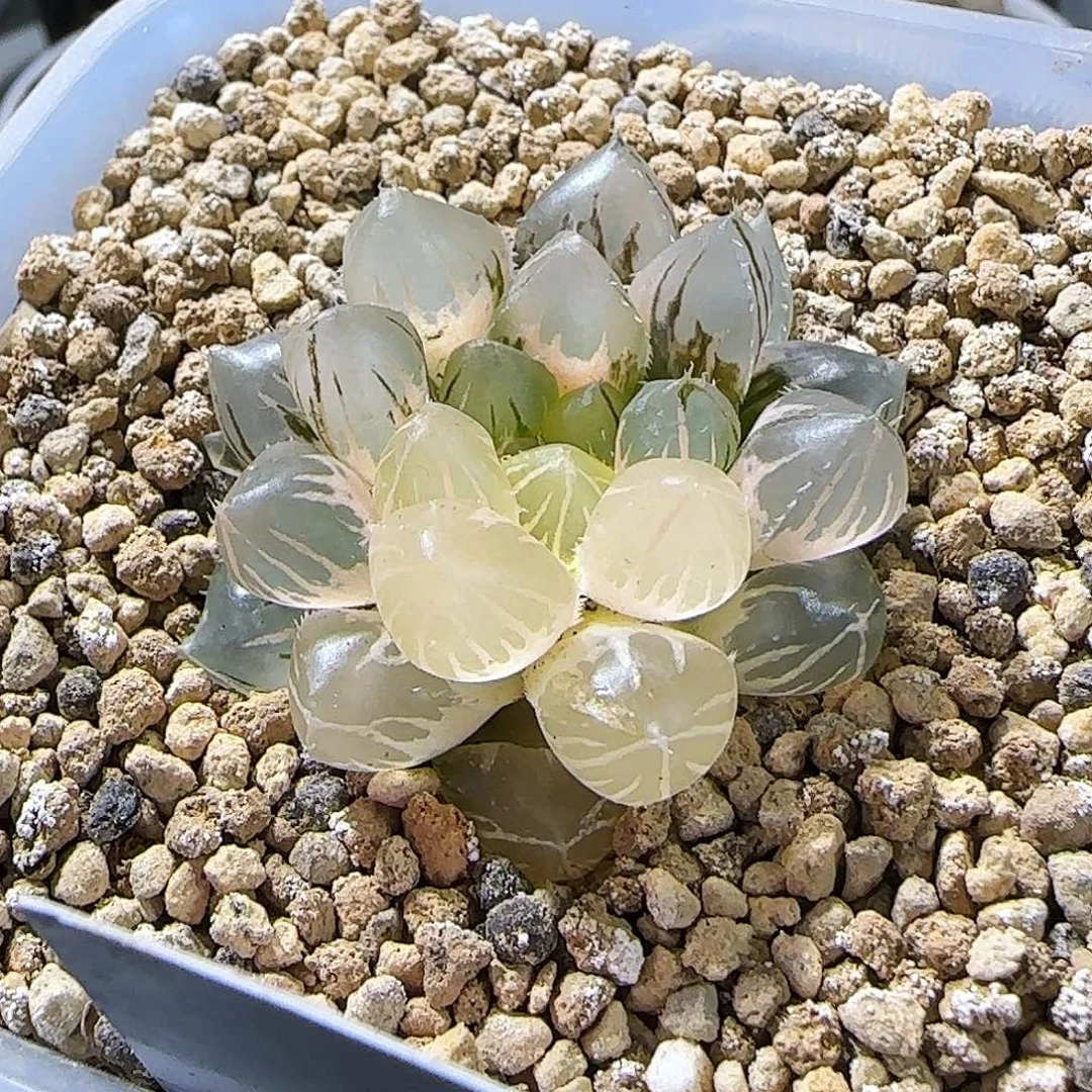 395号紫王玉露锦 4.2 厘米左右一物一拍带盆发货