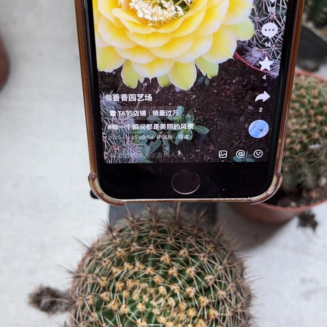 彩草28号黄白8公分左右
