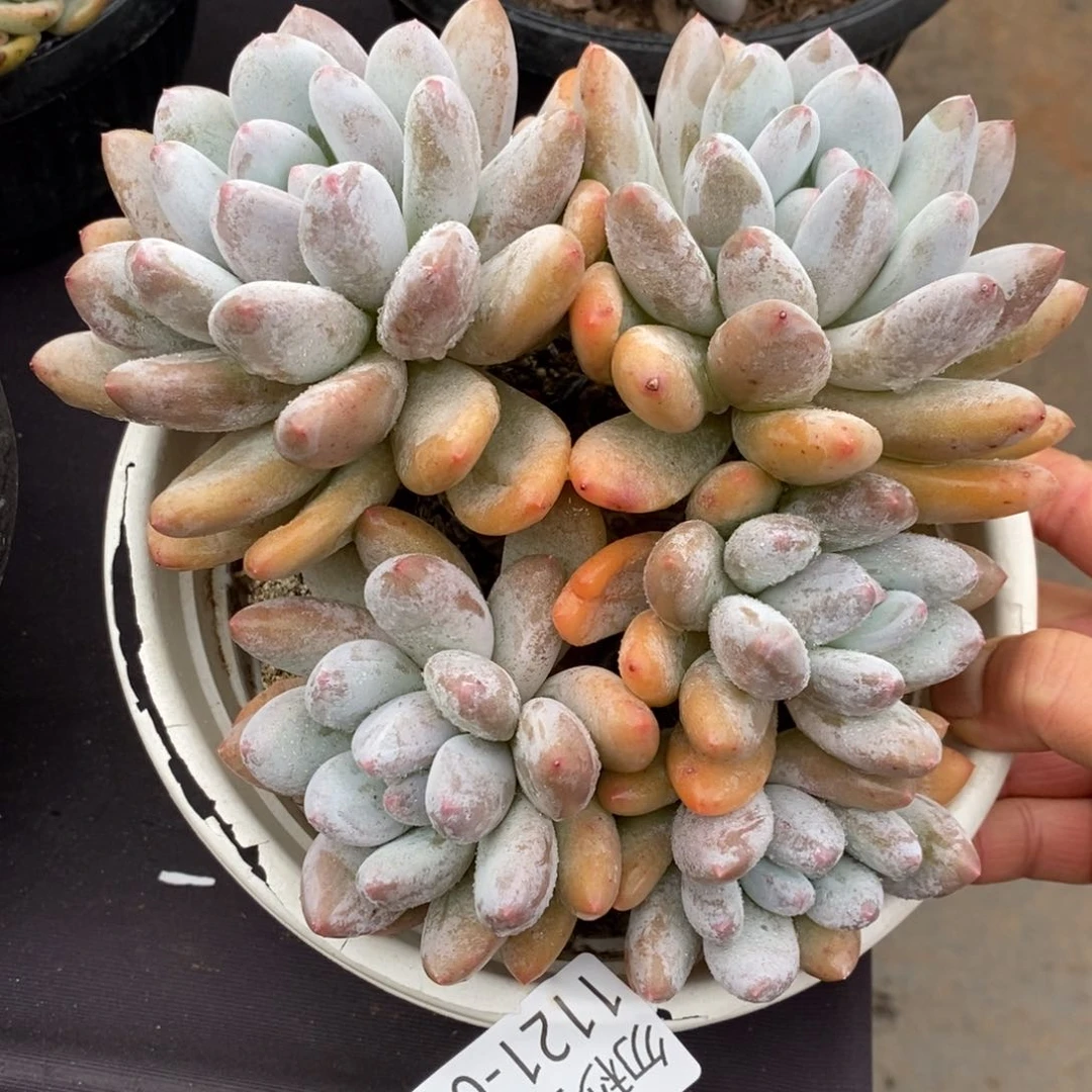 两单包邮1121-4香锁