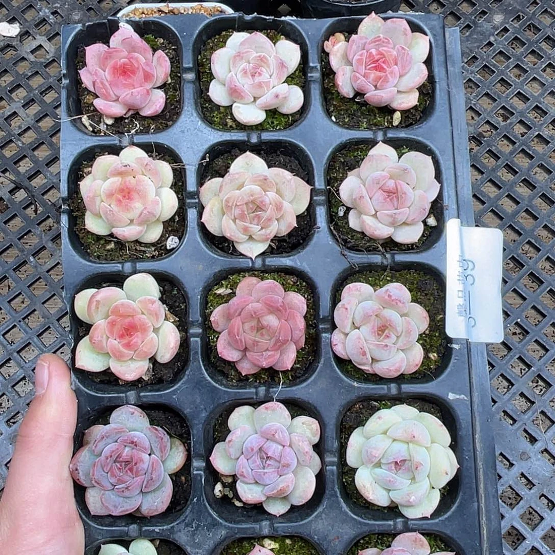 多肉一物一拍多肉3-39