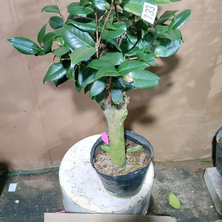 133四品，原盆原土发货，不包邮