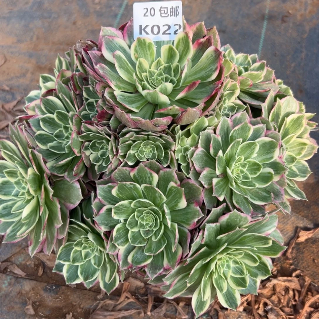 022水蜜桃，满20包邮