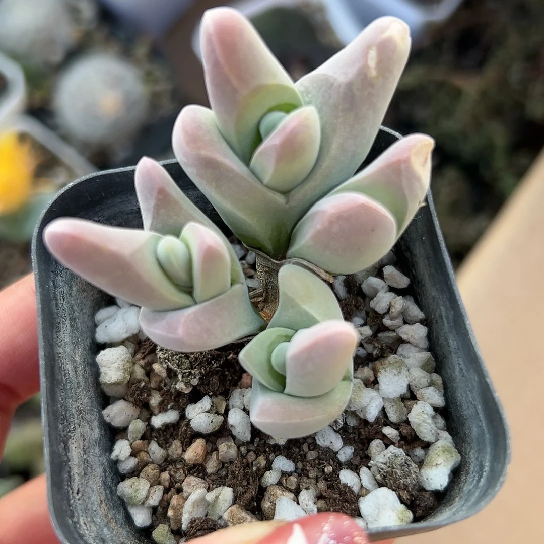 多肉植物大白鲨开花