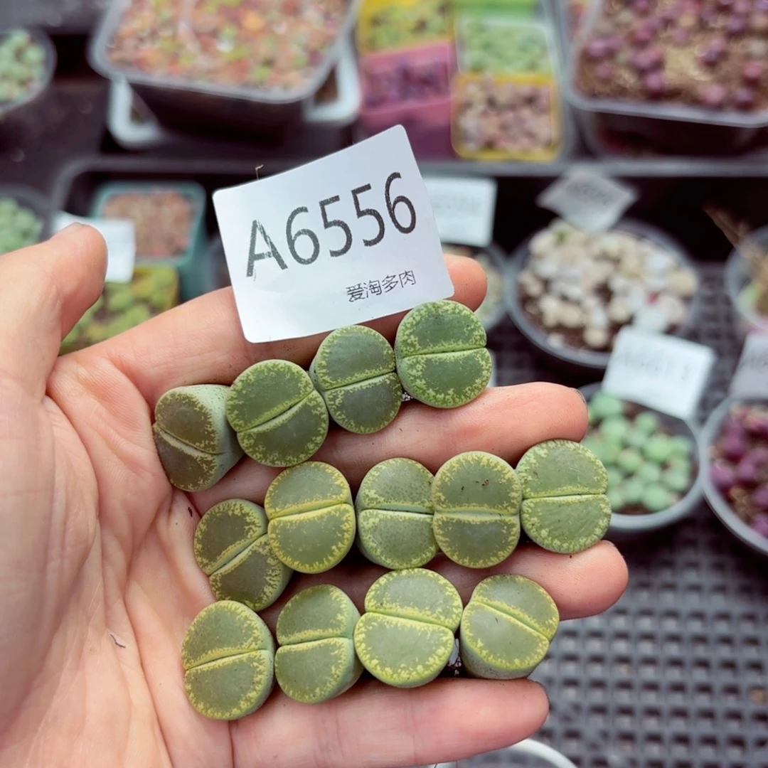 6556–生石花 生石花