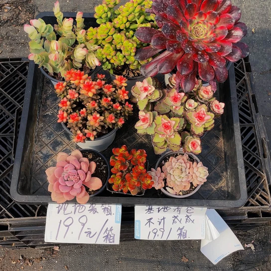 上午场基地清仓，19元邮费满满一箱，带盆发