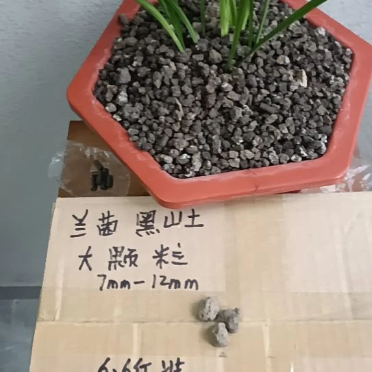 李***理兰菌黑山土大颗粒6.6斤