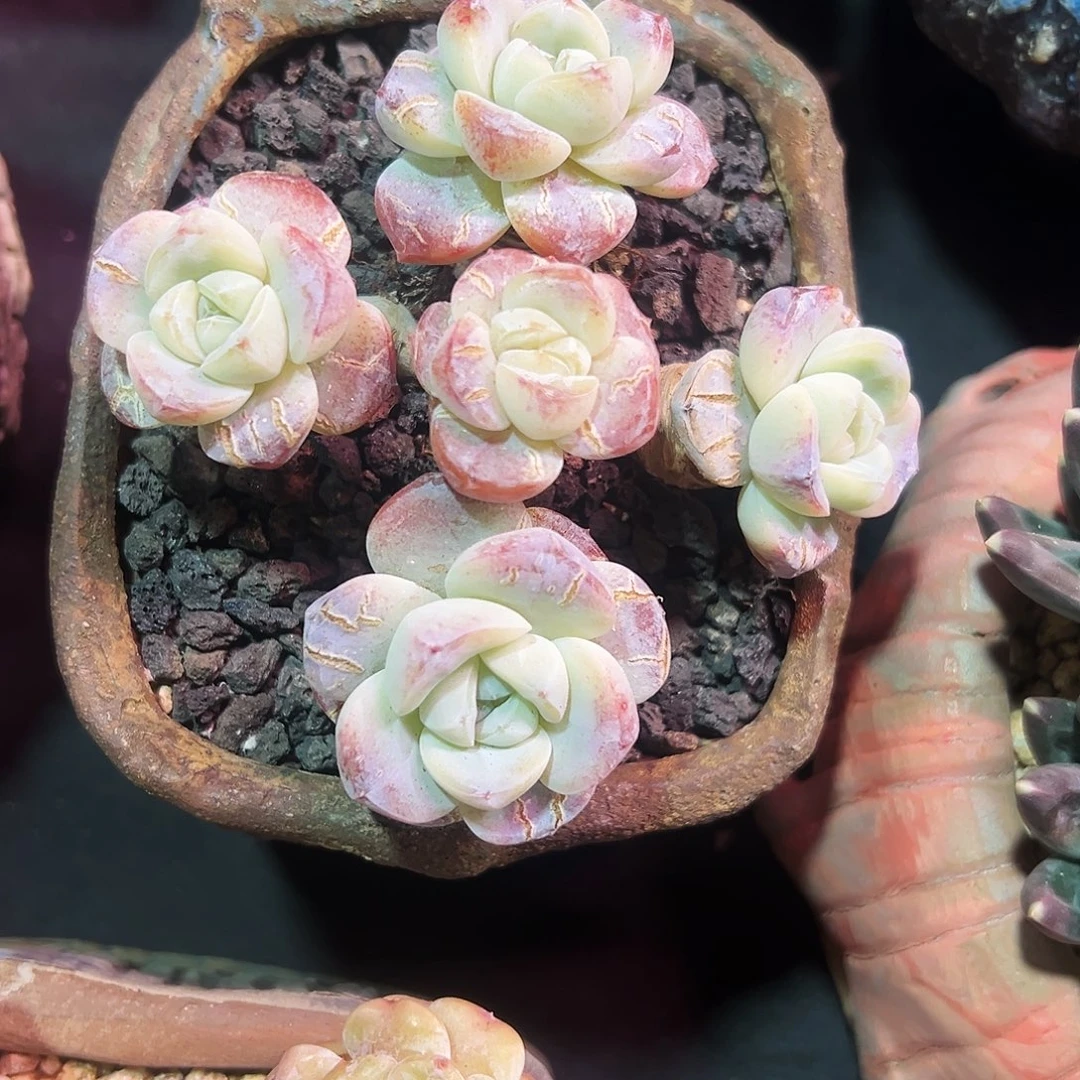 冰玉老桩多肉植物