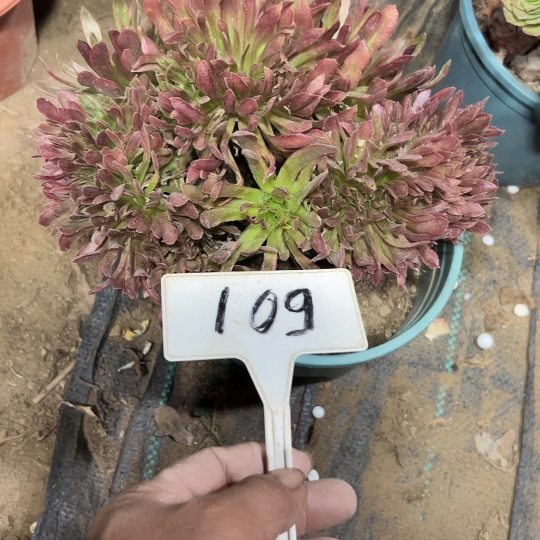 多肉植物珊瑚缀花109