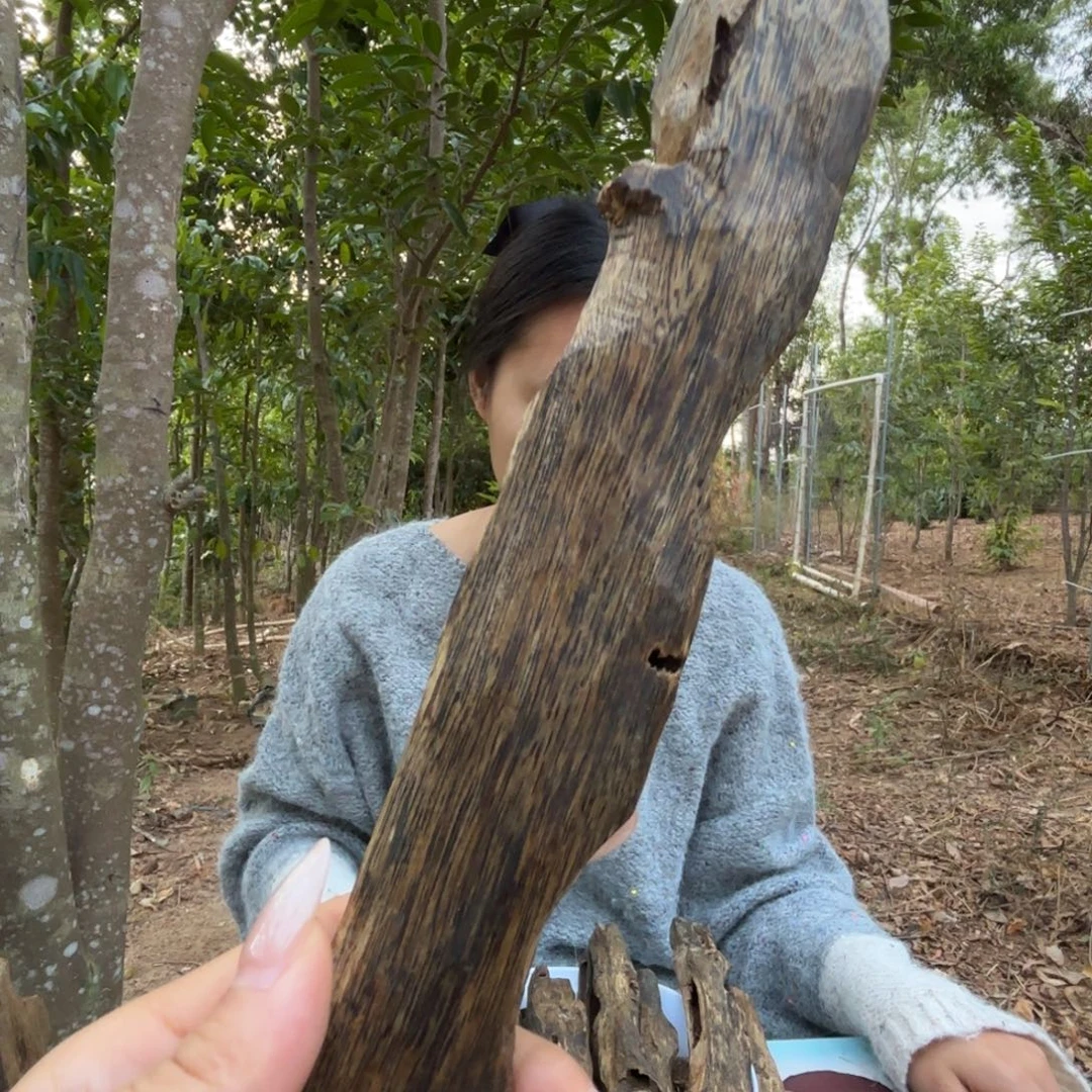 天然虫漏鸡母虫老料35克