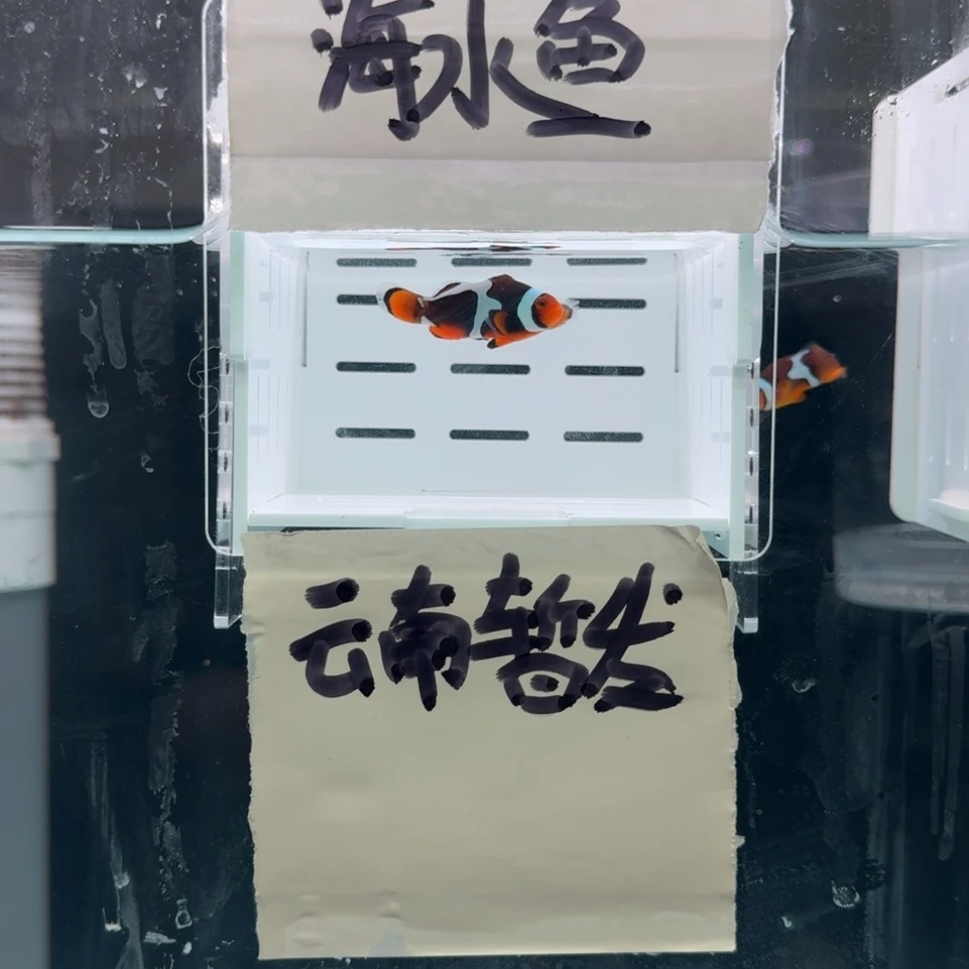 海水鱼黑卡刀片配黑卡鬼婆一对