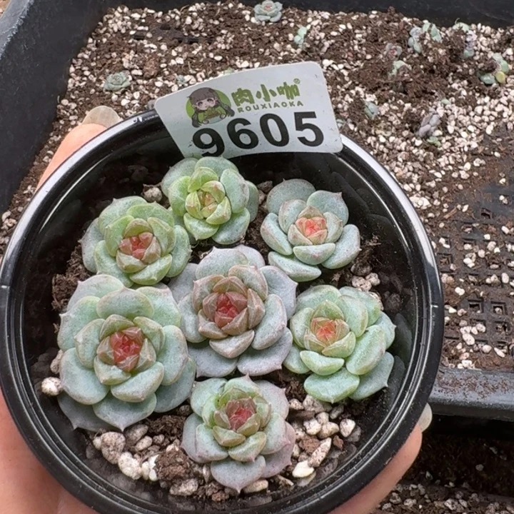 多肉植物多肉植物