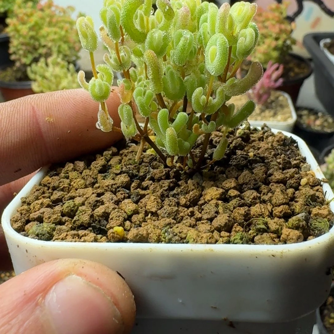 M****_多肉植物枝干番杏