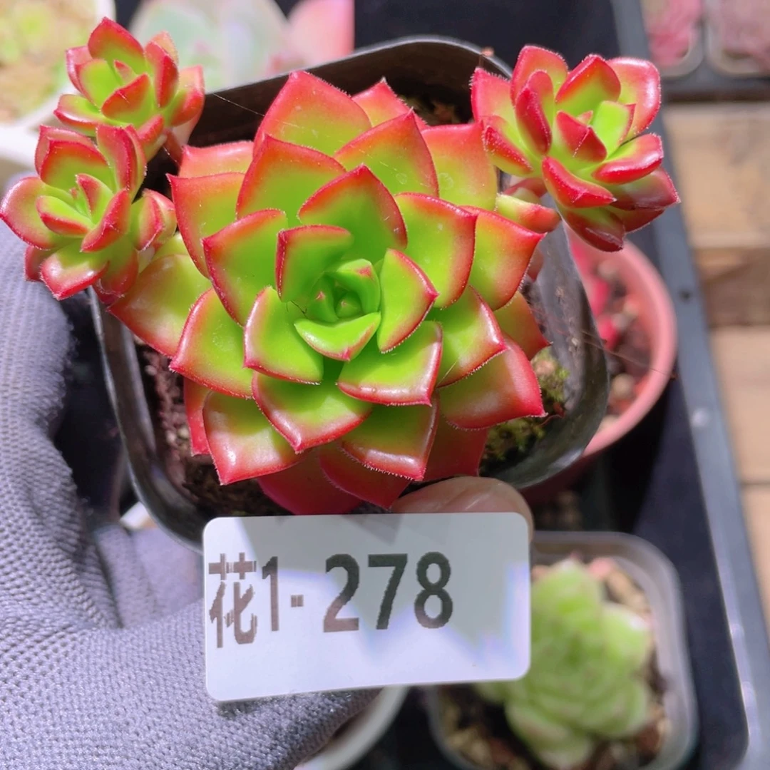 花利美 1-278蒂亚