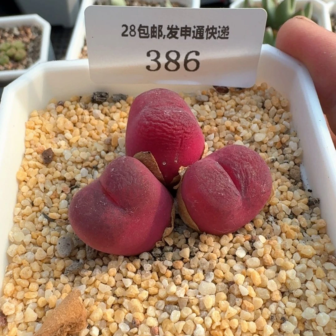 386。
