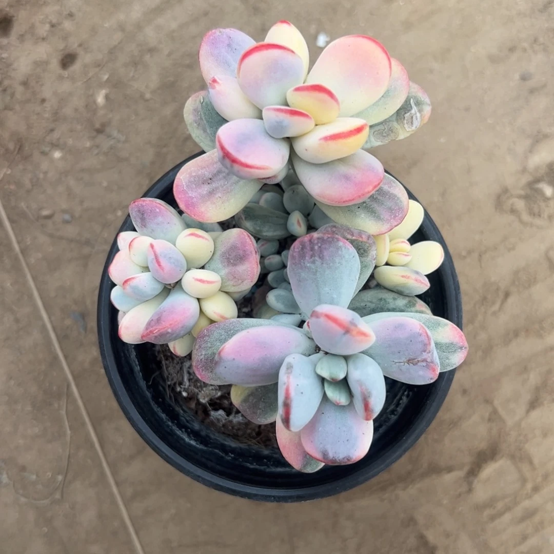 多肉乒乓福娘锦2511号