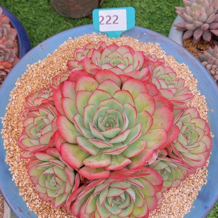 健健康康平平安安