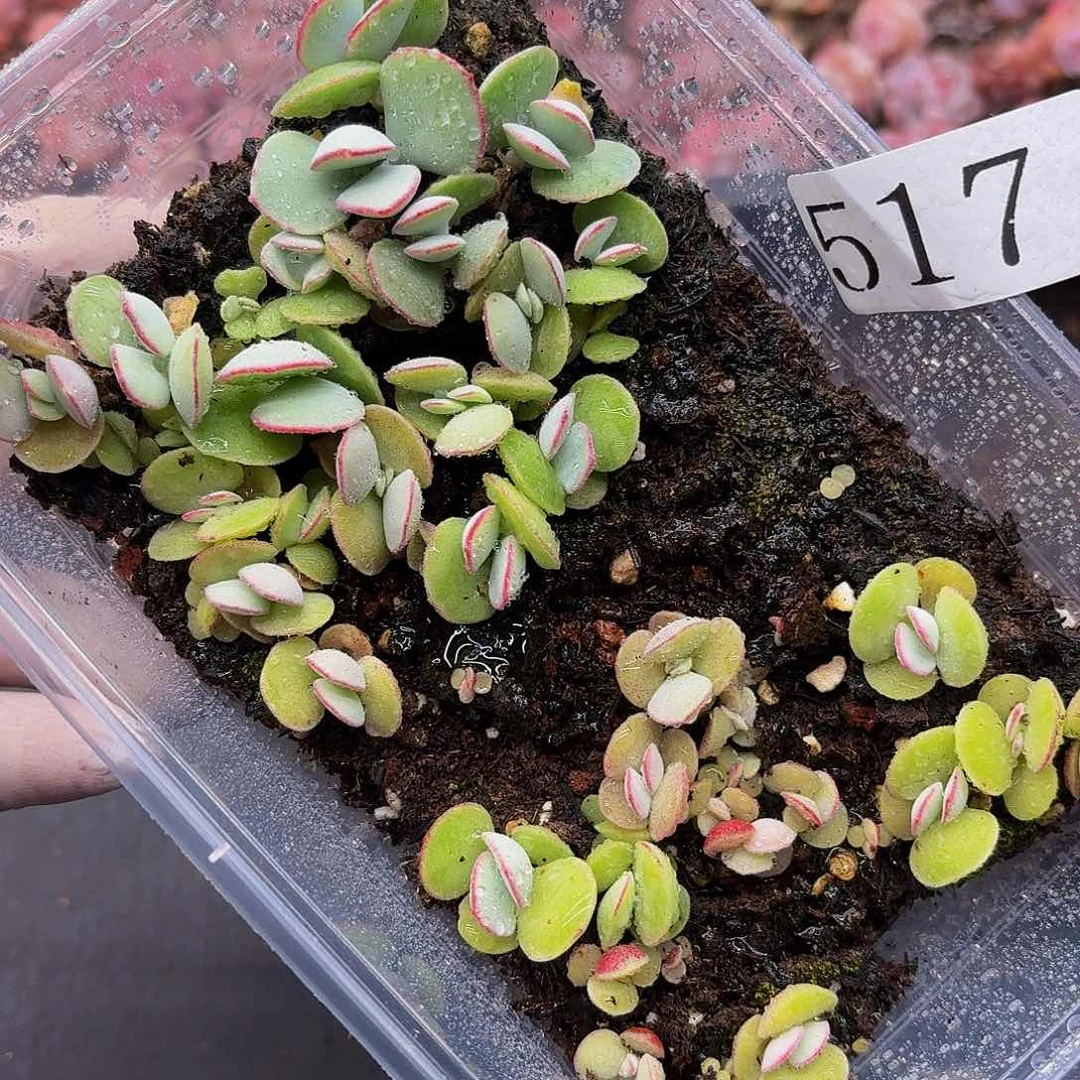 多肉植物多肉植物517