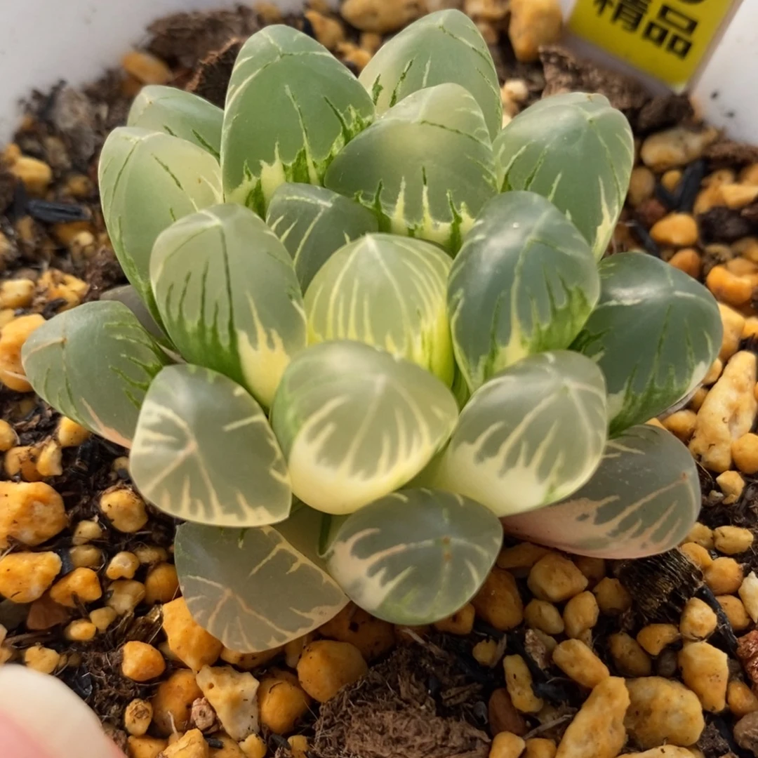 26老川玉露锦一物一拍