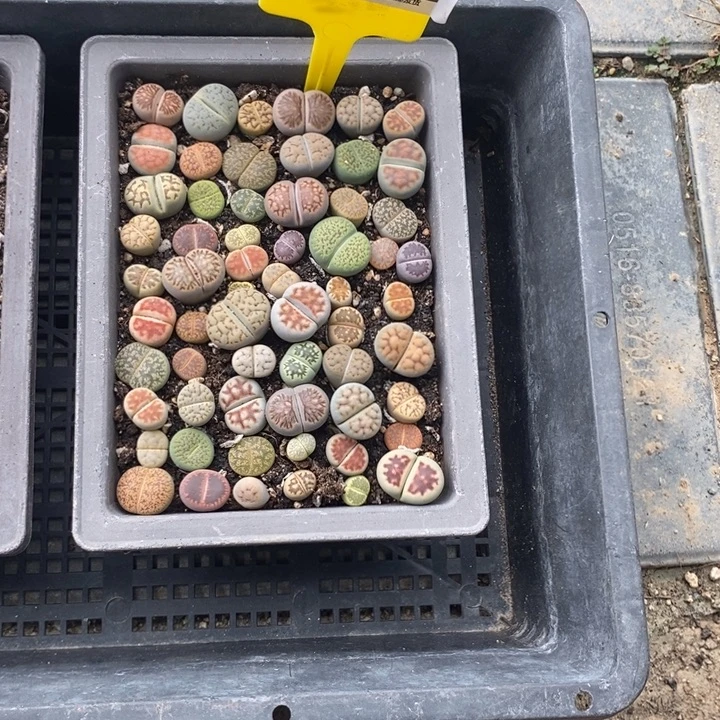 小***海生石花等植物的生长102