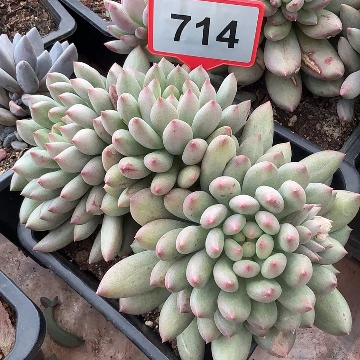 岩子一物一拍714.