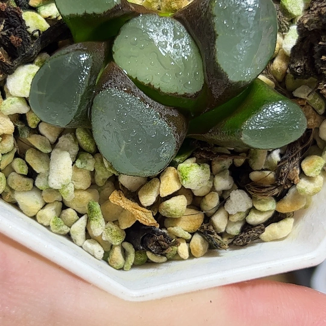 紫镜巨大化十二卷多肉植物