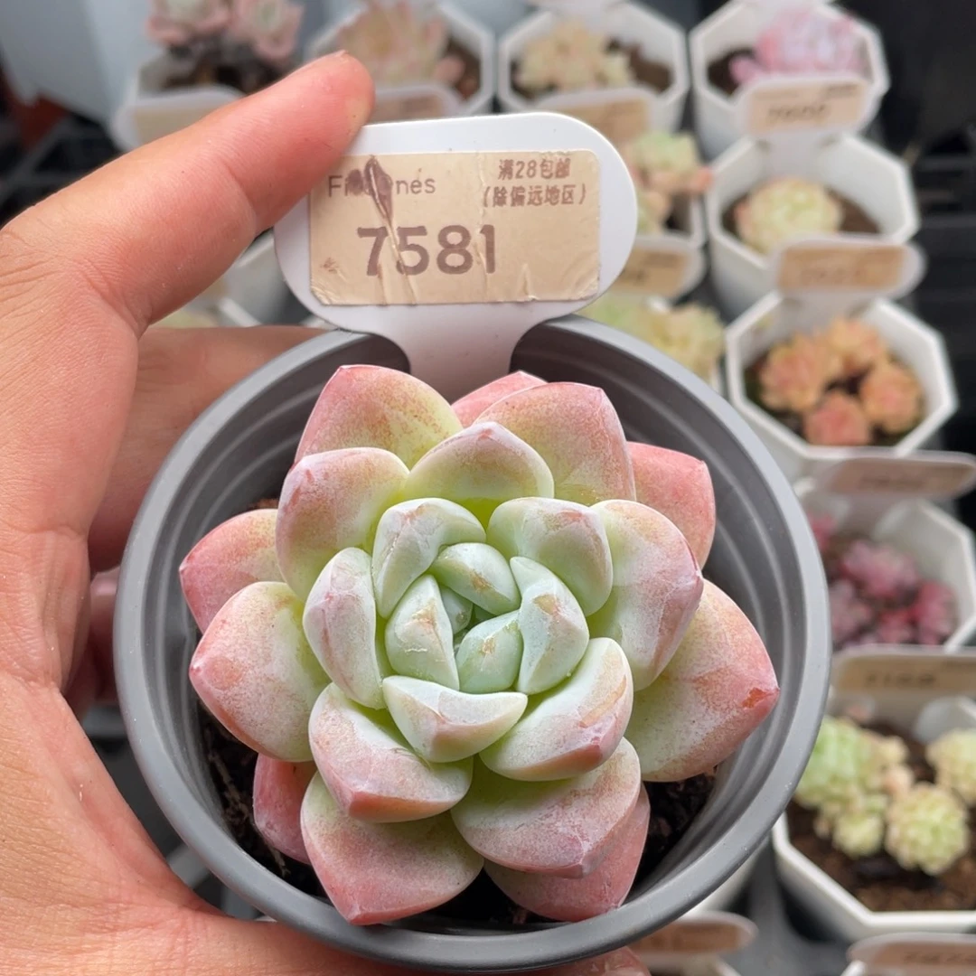 冰玉7581-7.0厘米