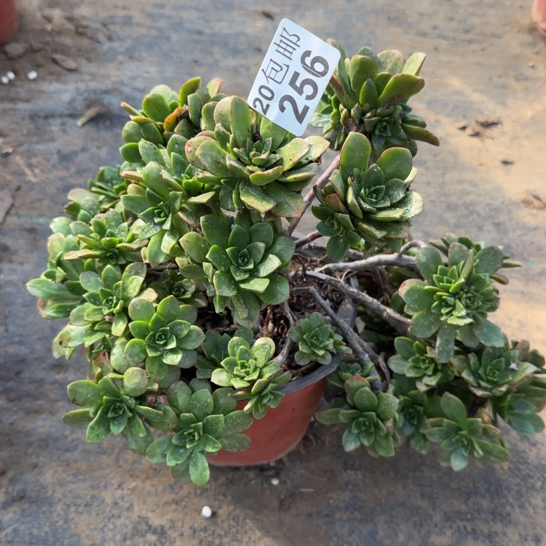 绿茶飘枝256满20包邮断枝不包瑕疵