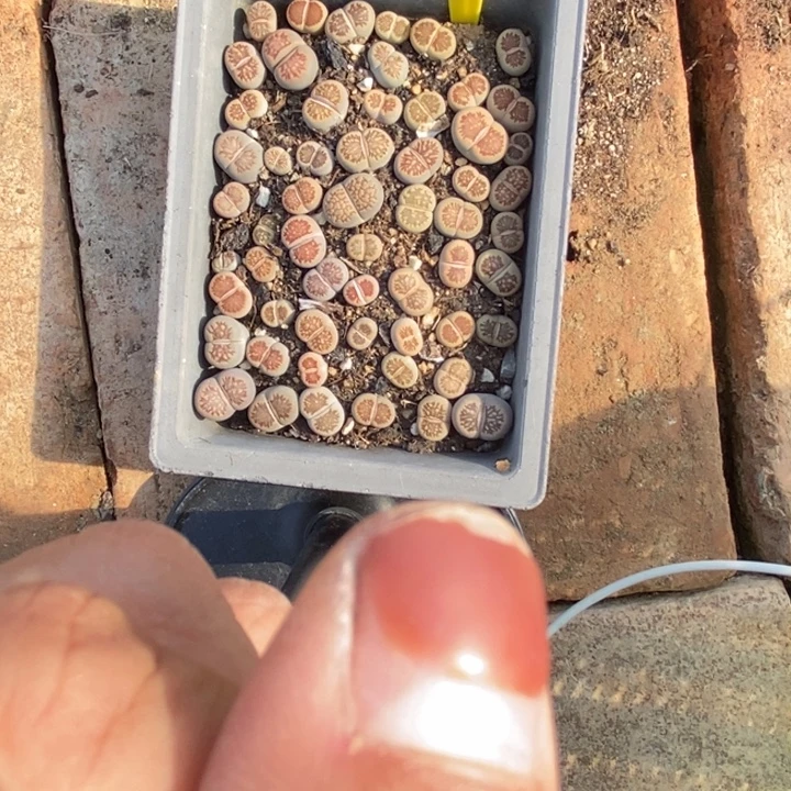 微***、生石花等植物的473