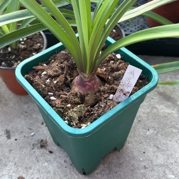 无花朵孤宝仙子4.5不带盆