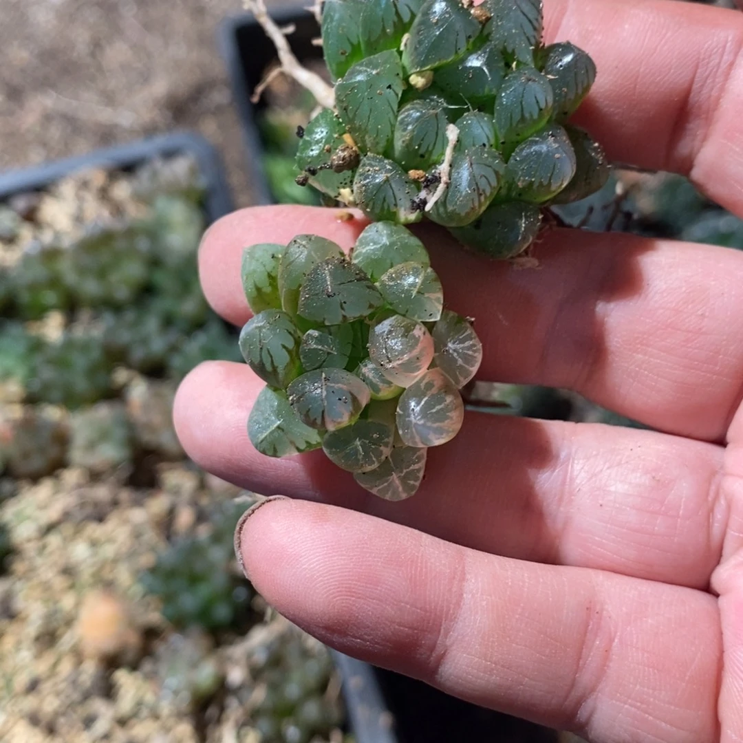 小***丶147 一颗福利。