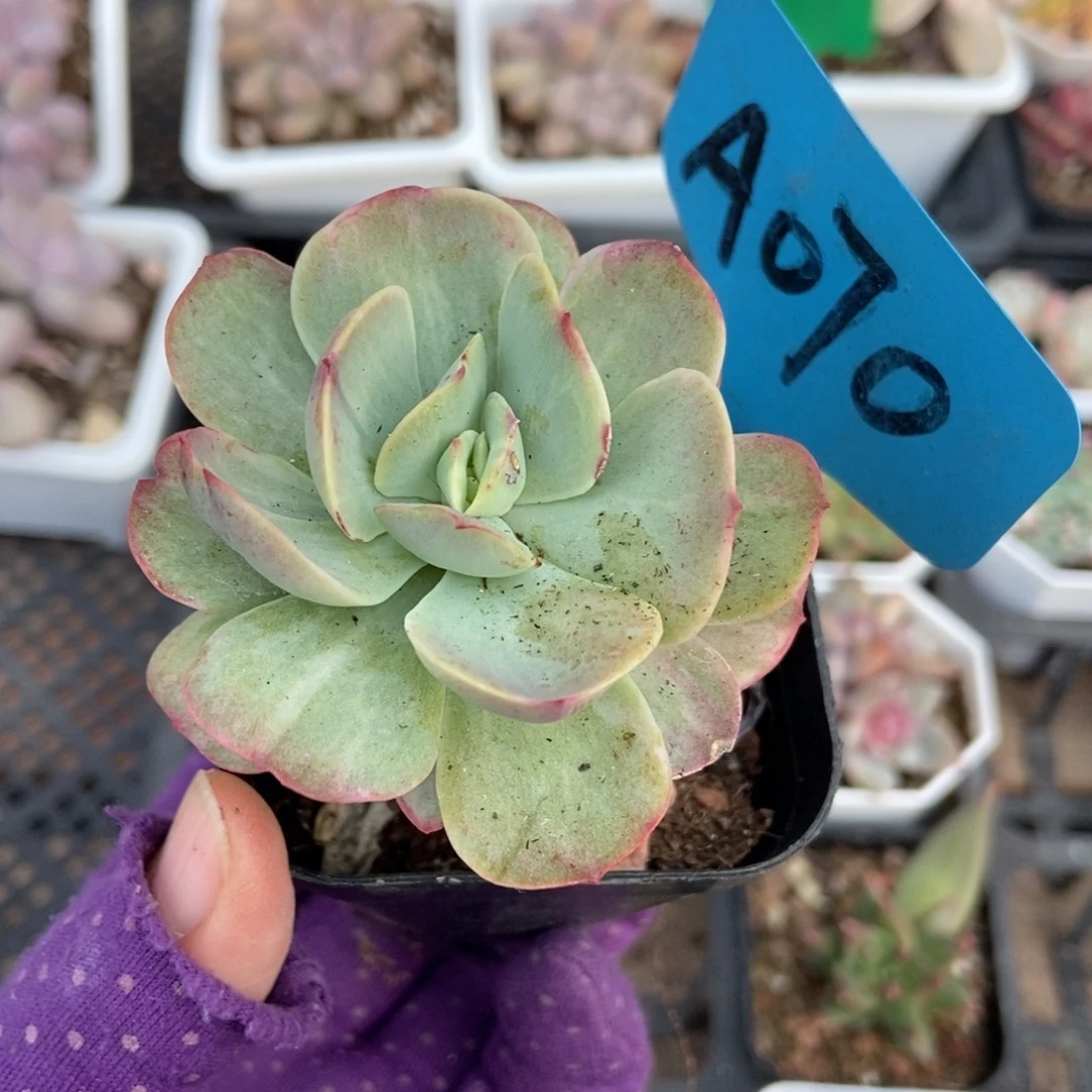 070碧桃石化多肉植物