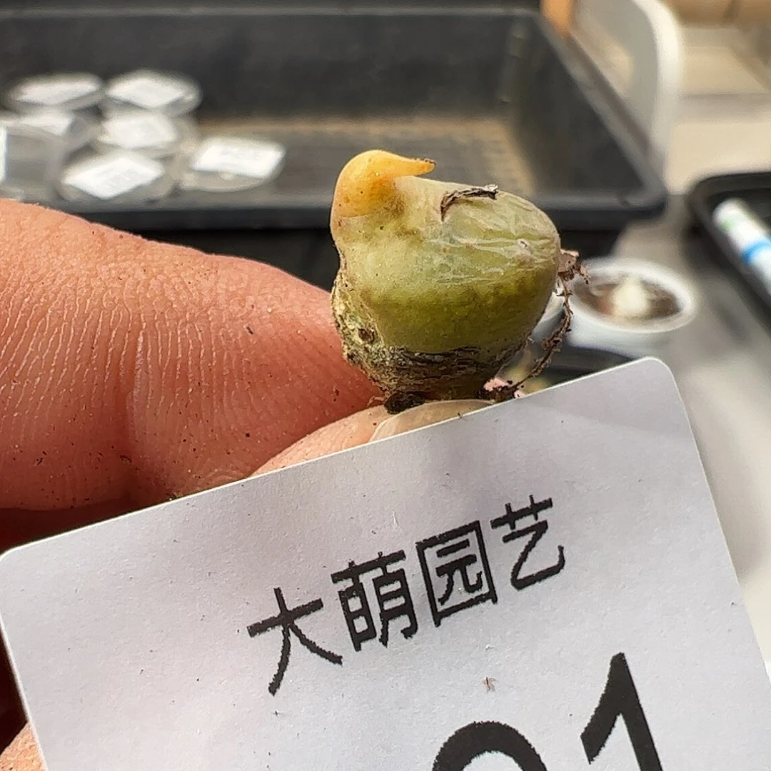 0000991 一物一拍……