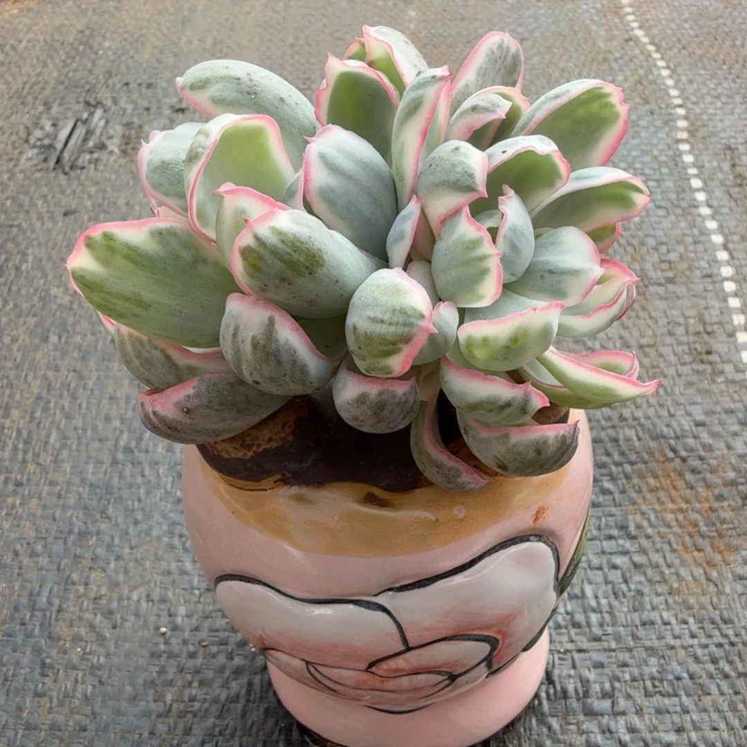 伯克利锦朵朵缀锦上园艺一物一拍