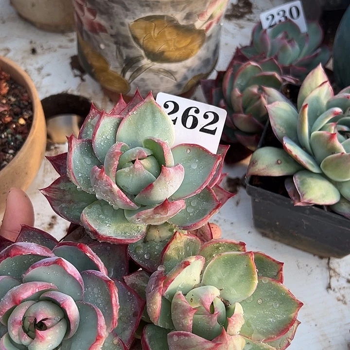 闲***静惊鸿惊鸿惊鸿262叶展 11默认裸根发货