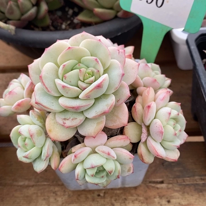 D090- 直播福利 香草