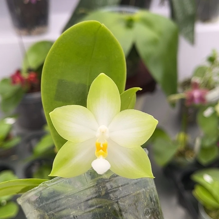 全部花苞2.5寸杯BKH2201