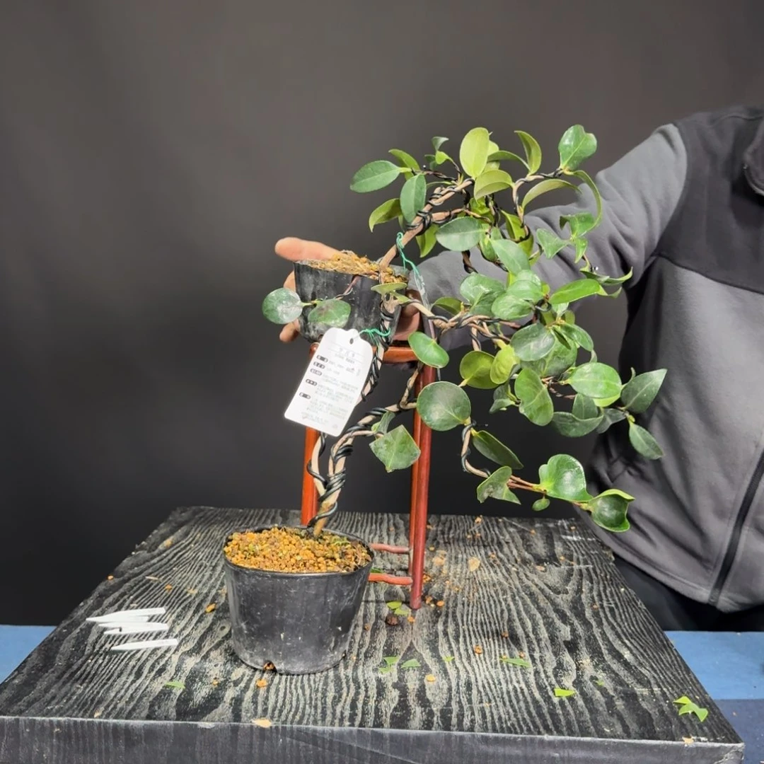 F***Y无花朵茶梅茶花玉之浦和圆32   33