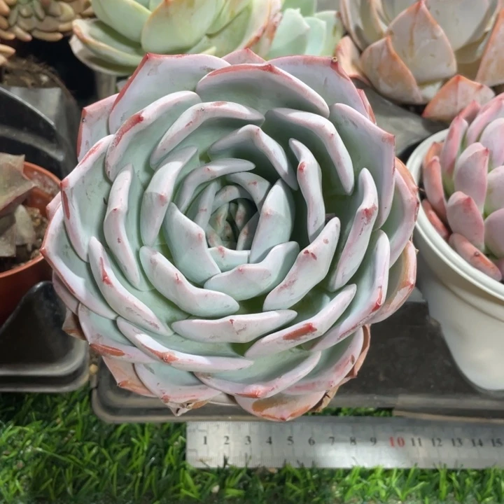 尔*果冻橙冠幅13 公分一物一拍