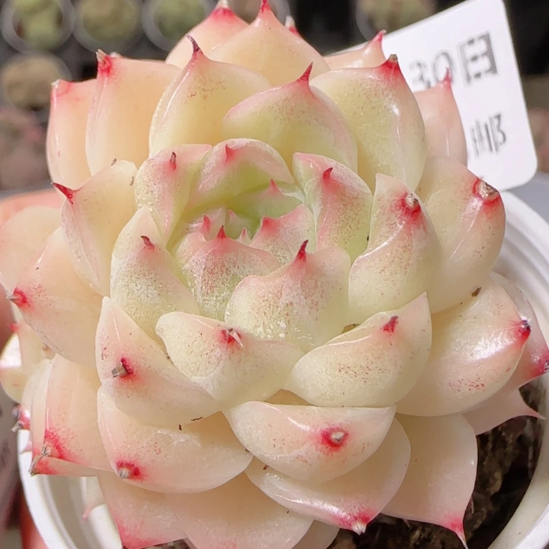 花语逸镜1130-257